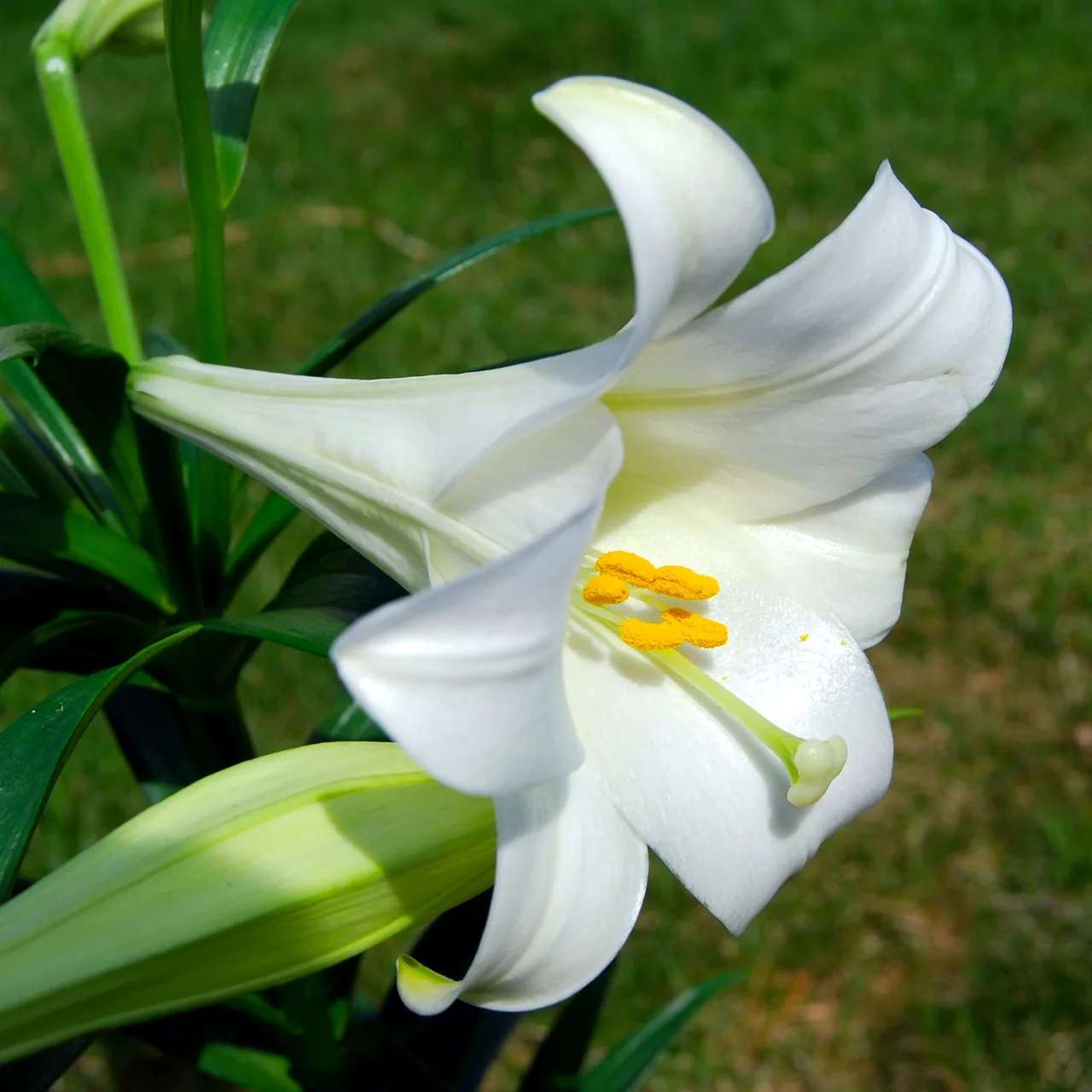 hoa ly Easter Lily