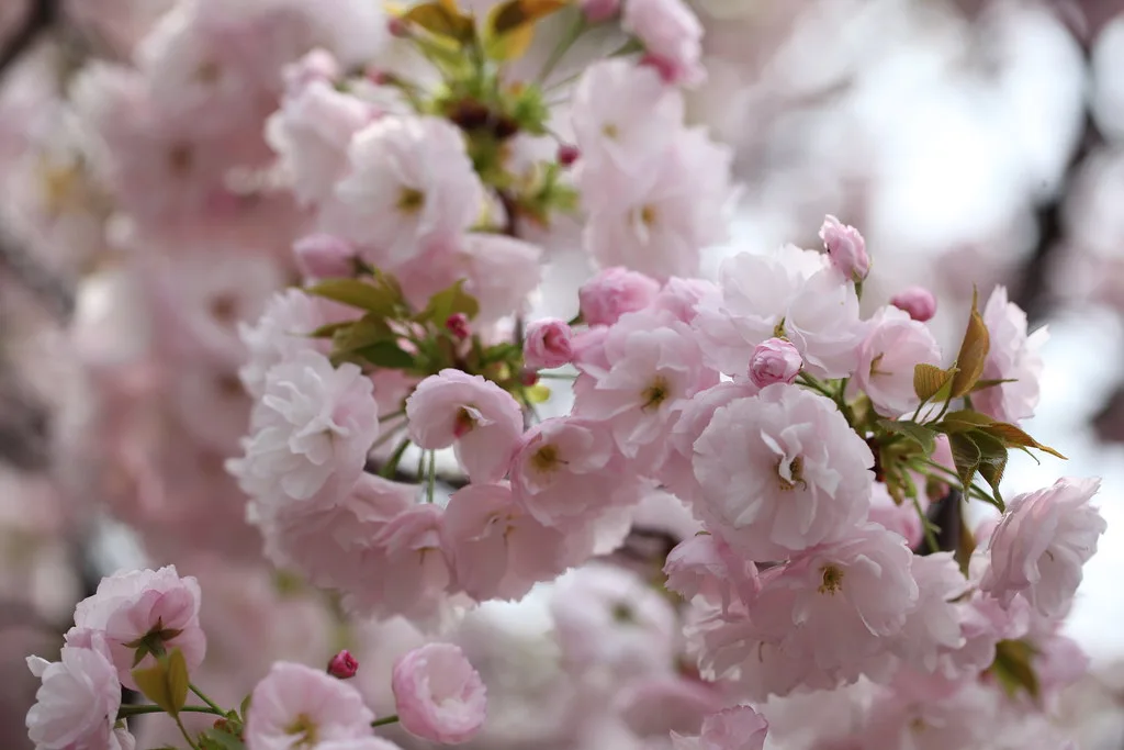 桜 Sakura nhat ban