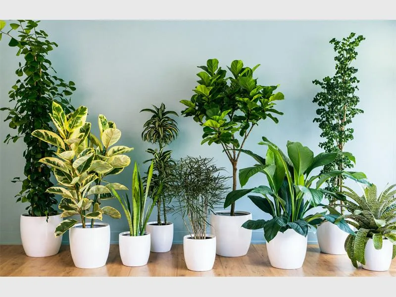10 Loại cây trồng trong nhà thanh lọc không khí tốt nhất cho phòng ngủ