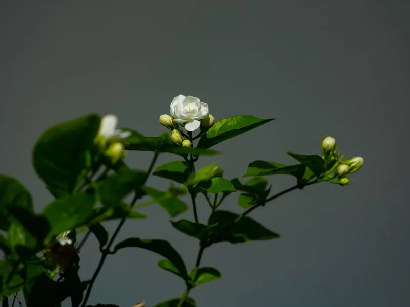 Hoa nhài: Nữ hoàng bóng đêm của thế giới thực vật