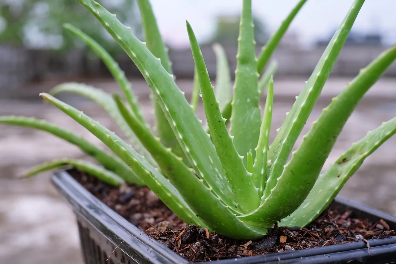 tropical plant nha dam aloe vera