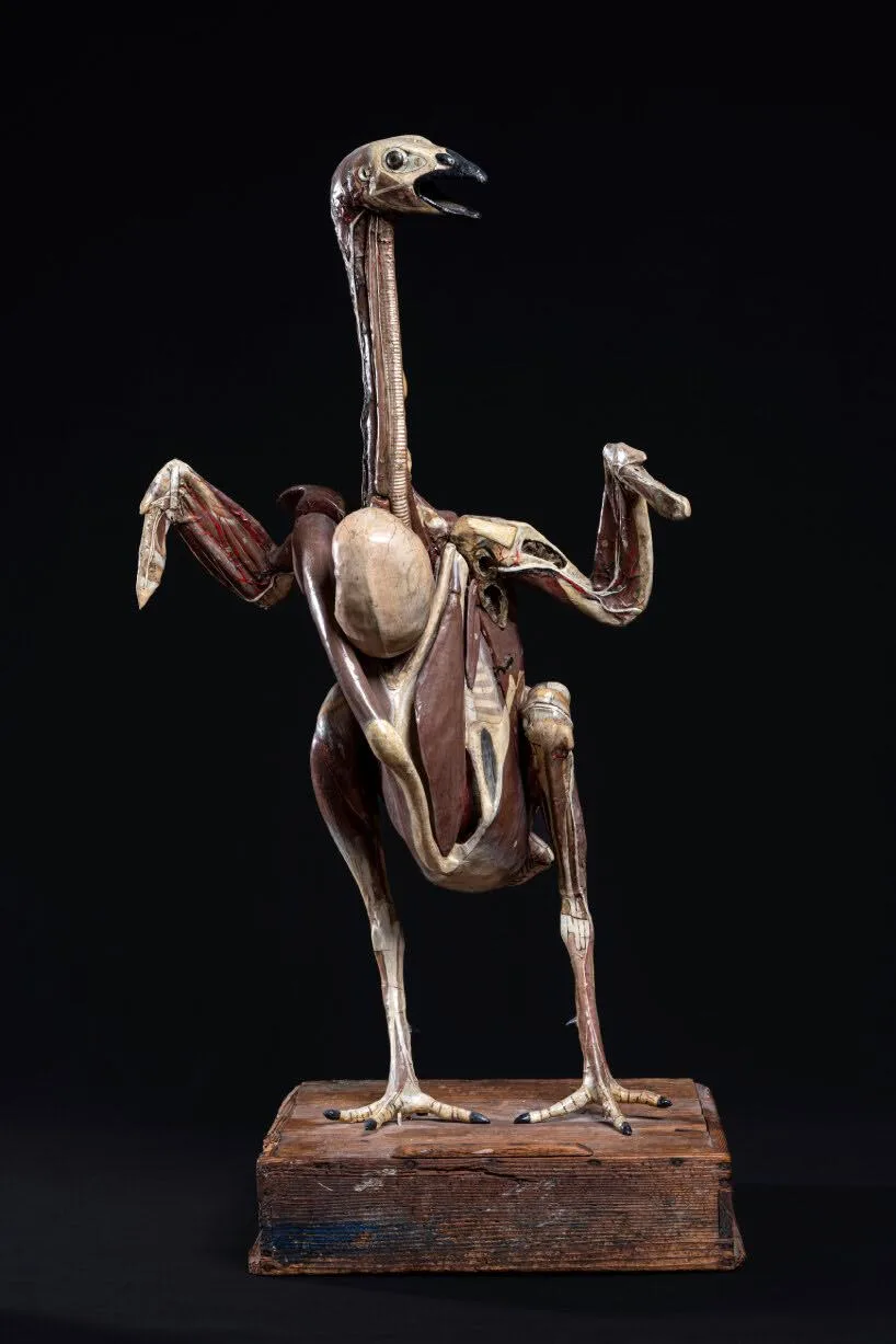 trien lam Cabinet of Wonders Wunderkammer Palazzo Grimani Venice