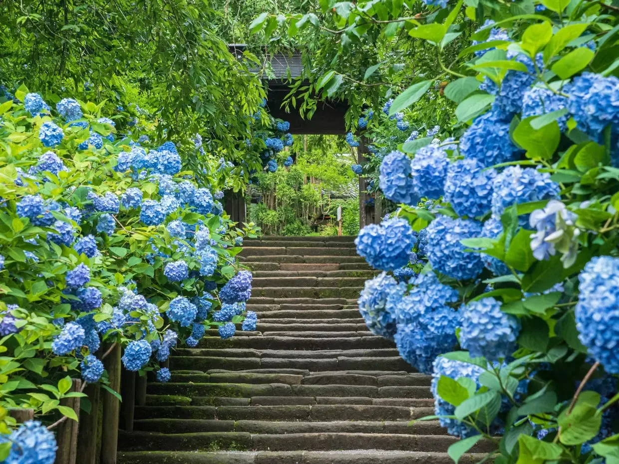 Hydrangea Hortensia tu duong hoa thu cau hoa