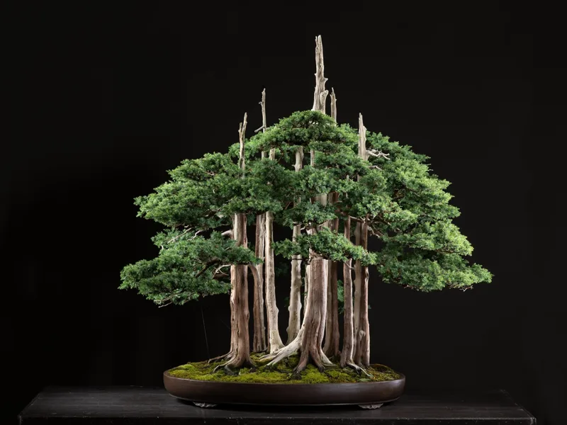 Bonsai: Nghệ thuật của sự kiên nhẫn và khéo léo