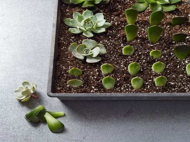 DIY:Nhân giống cả vườn sen đá chỉ với một chiếc lá