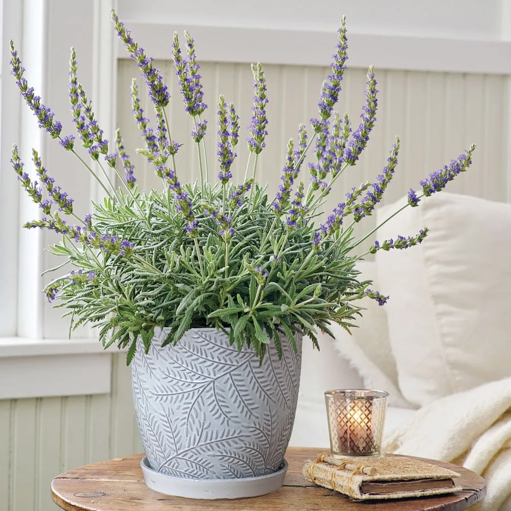 lavender oai huong noi that phong ngu