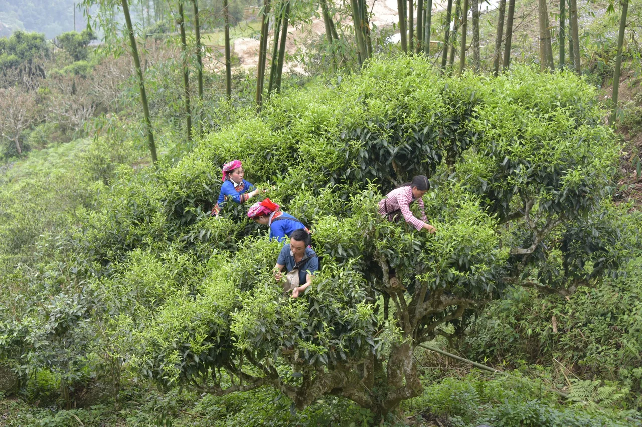 tay con linh ha giang tra