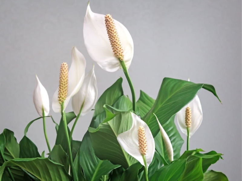 cây trồng trong nhà tắm - lan ý