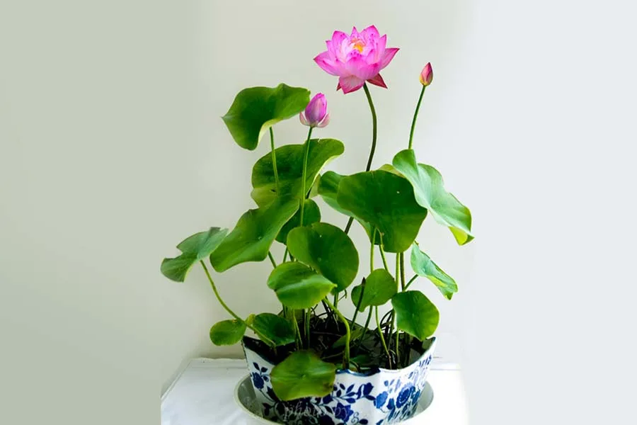 aquarium plant sen mini Nhat Nymphaea nouchali