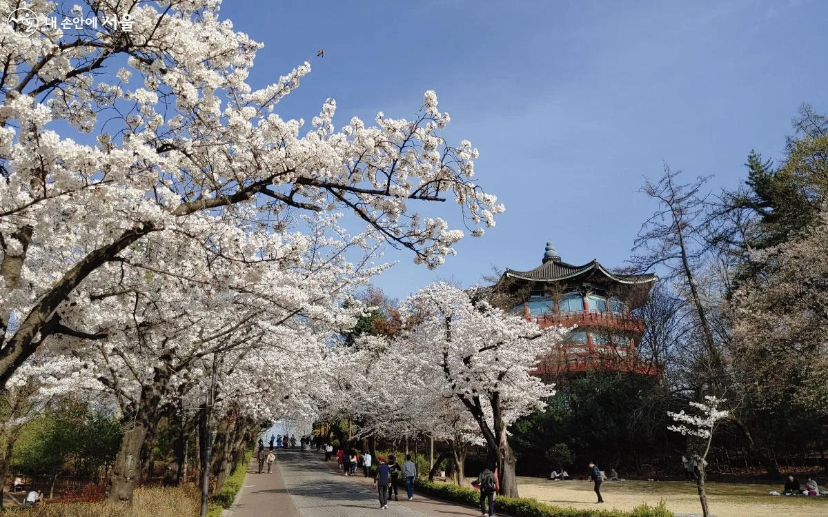 hoa anh dao 桜 Sakura nhat ban
