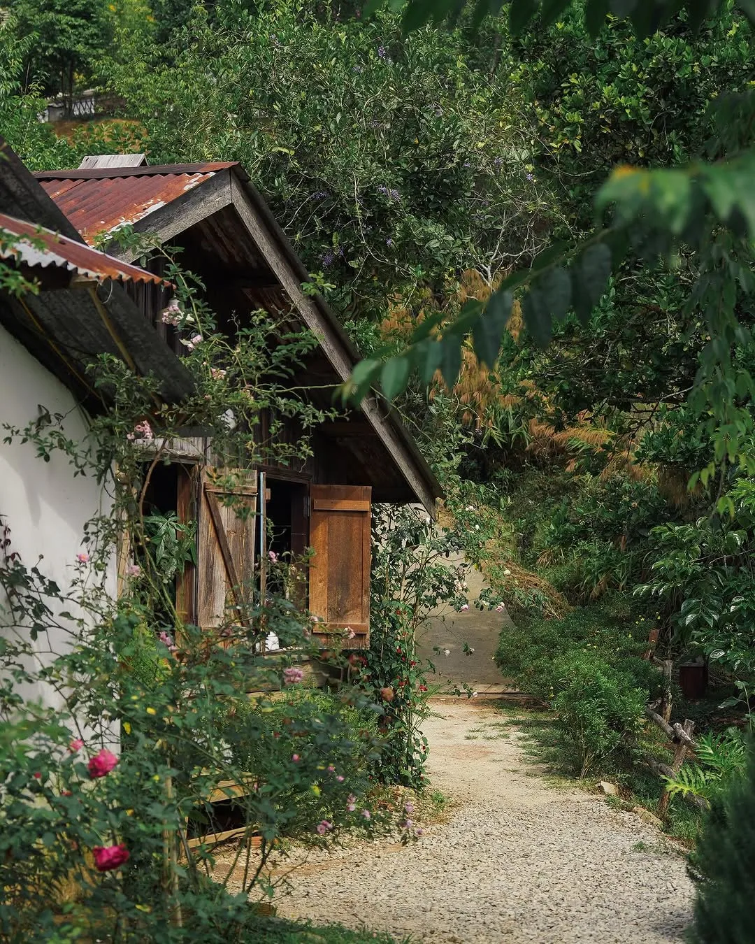 cay cam ngot cafe san vuon da lat thien nhien