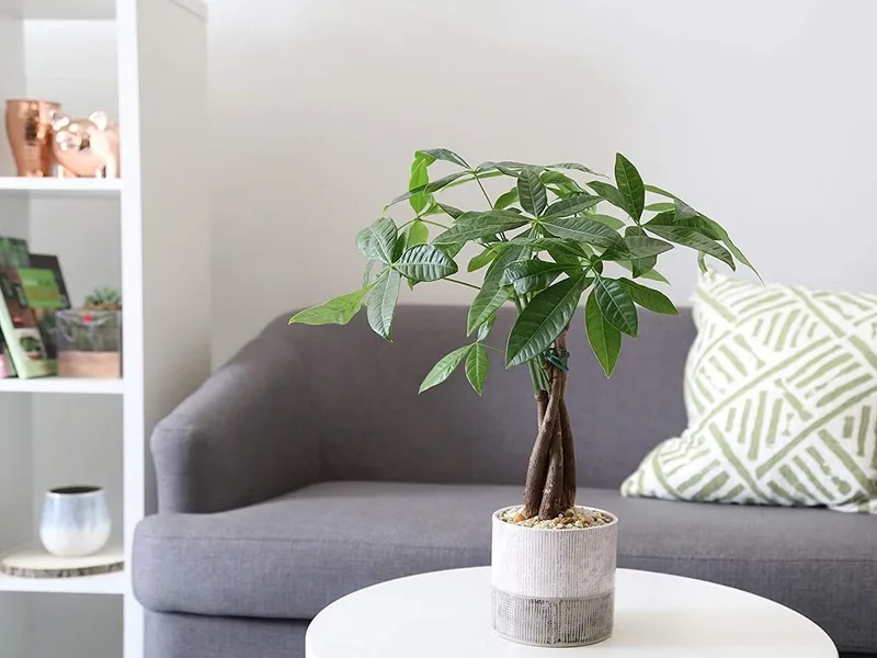 Cây kim ngân: Biểu tượng của sự thịnh vượng và may mắn