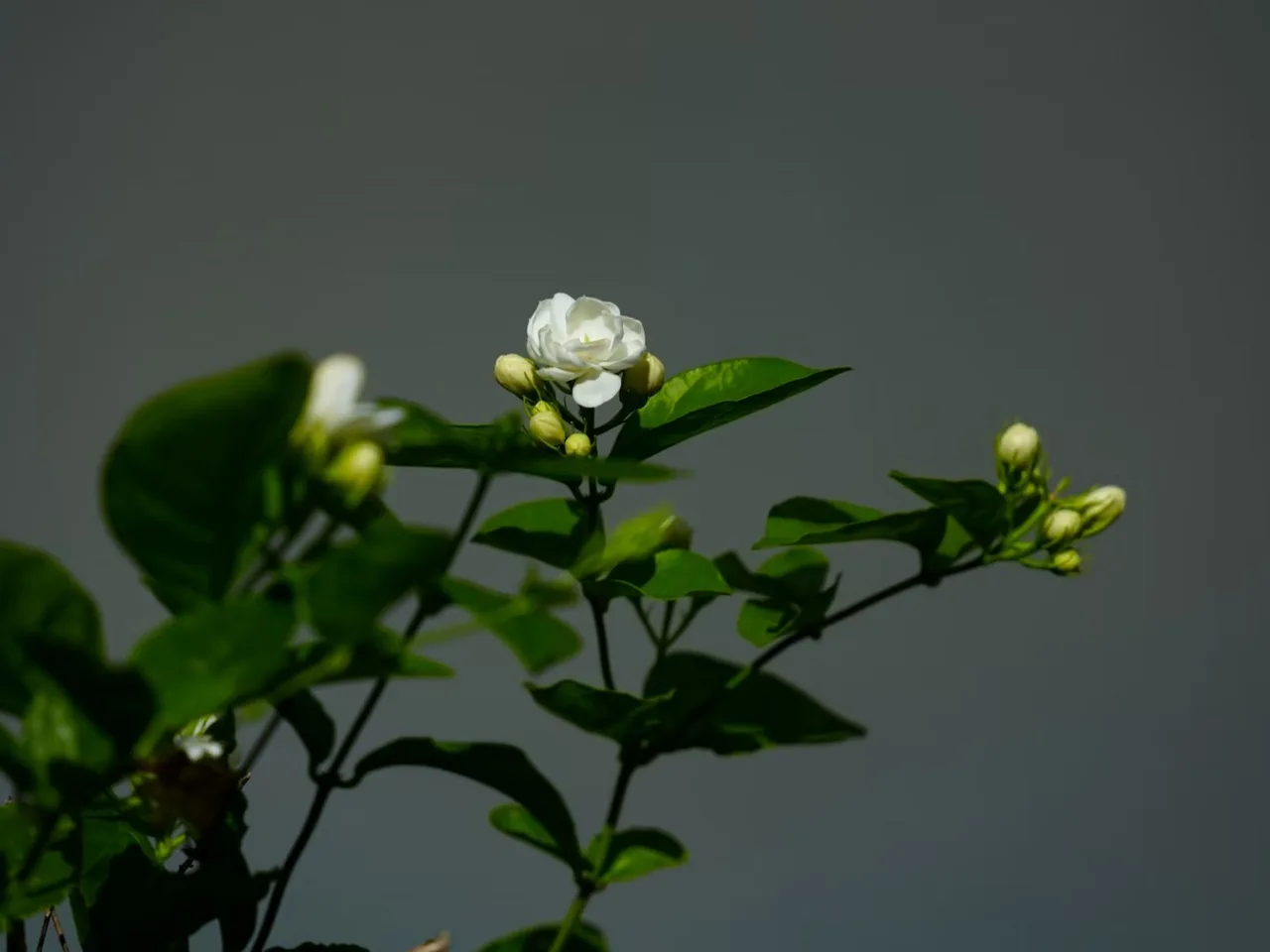 hoa nhai anh dep