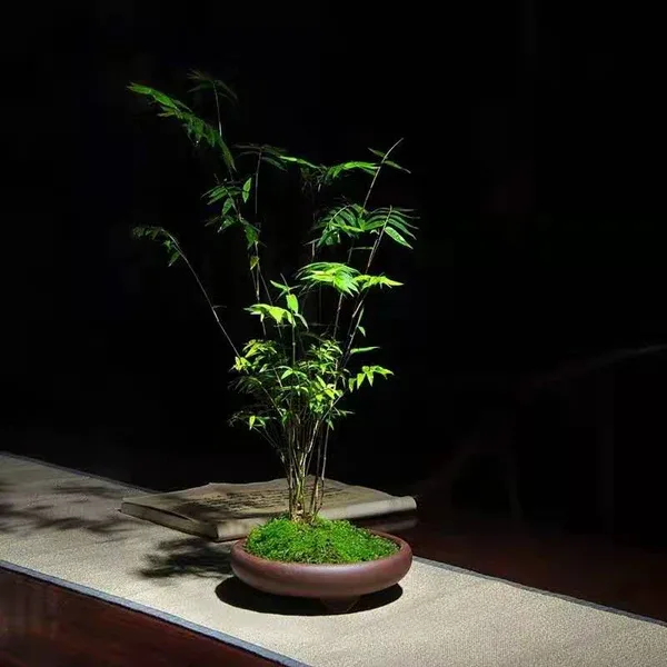 Bambusa multiplex Fernleaf