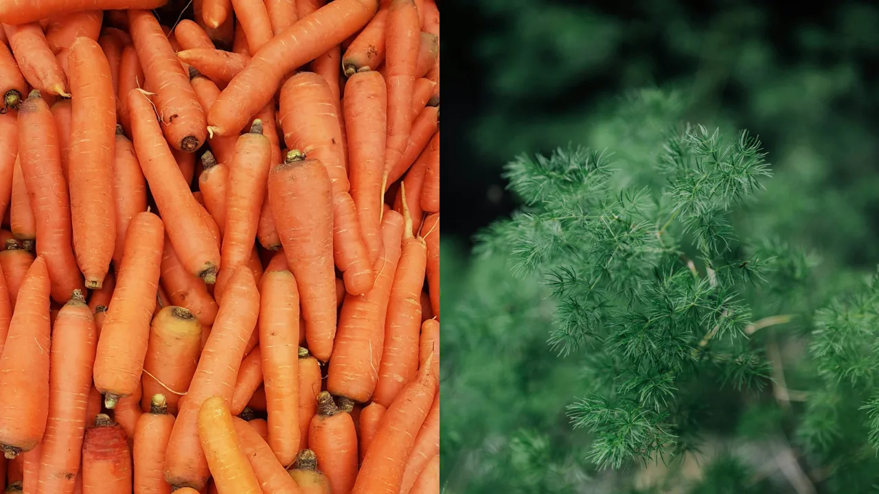 ca rot thi la carrots dill