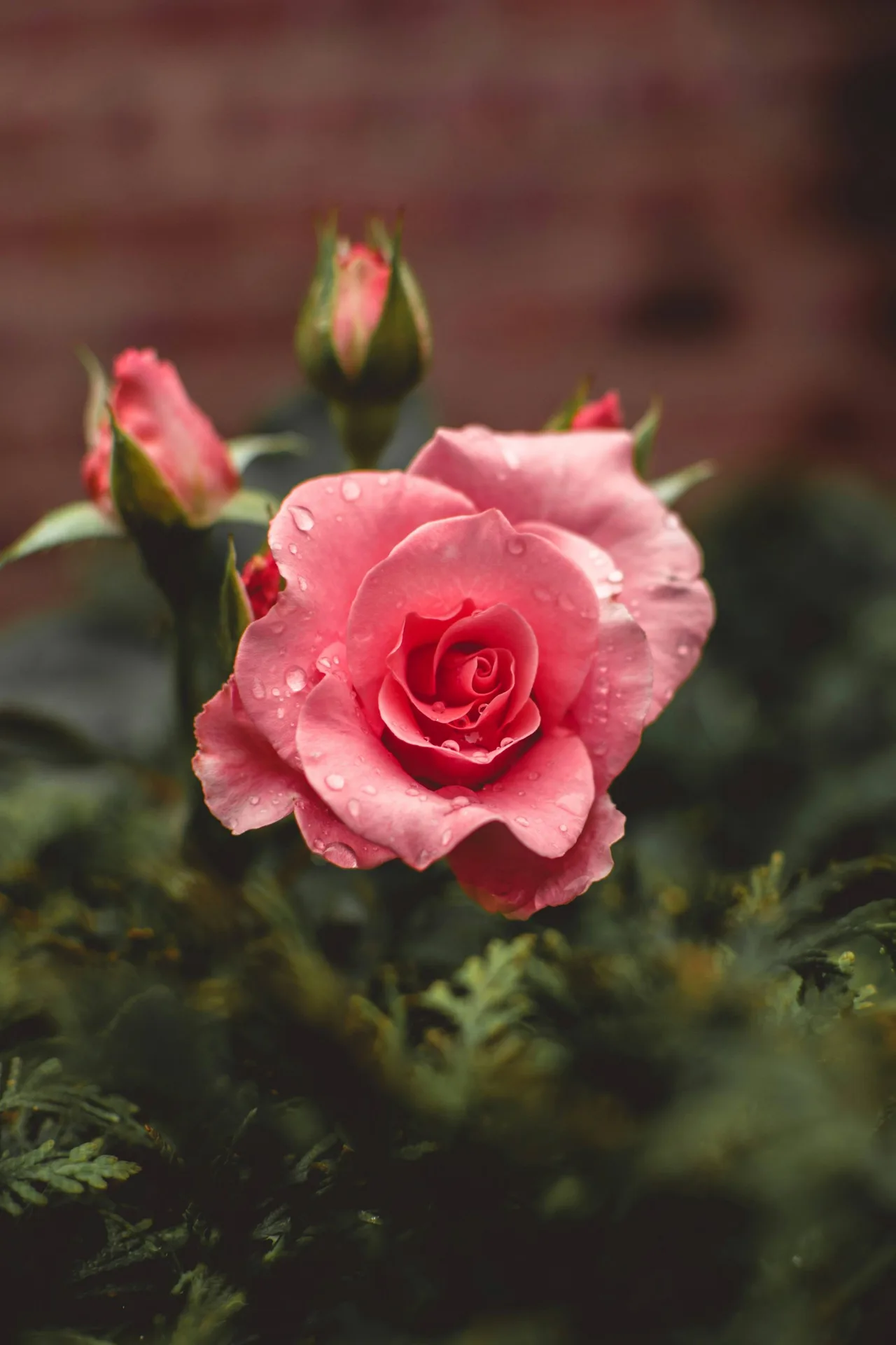 hoa hong rose chi rosa