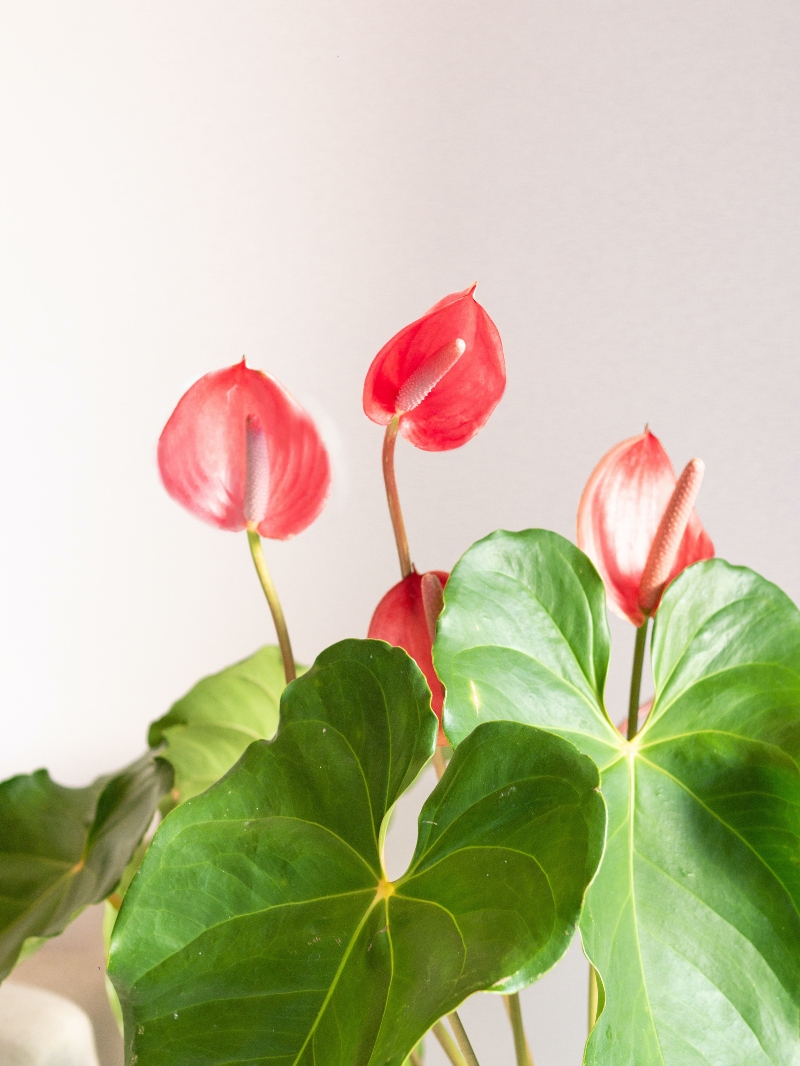 cây trồng trong nhà tắm - hồng môn