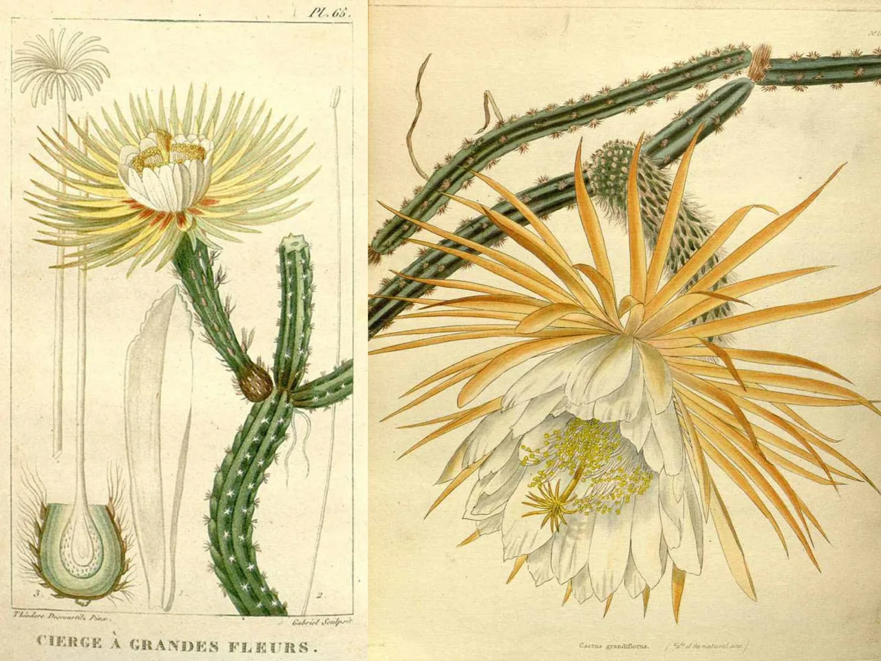minh hoa thuc vat The Botanist’s Repository Flore Médicale des Antilles