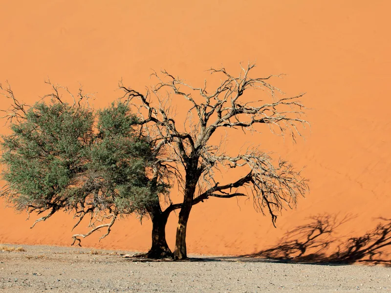 Tiếng gọi nơi hoang dã Namibia