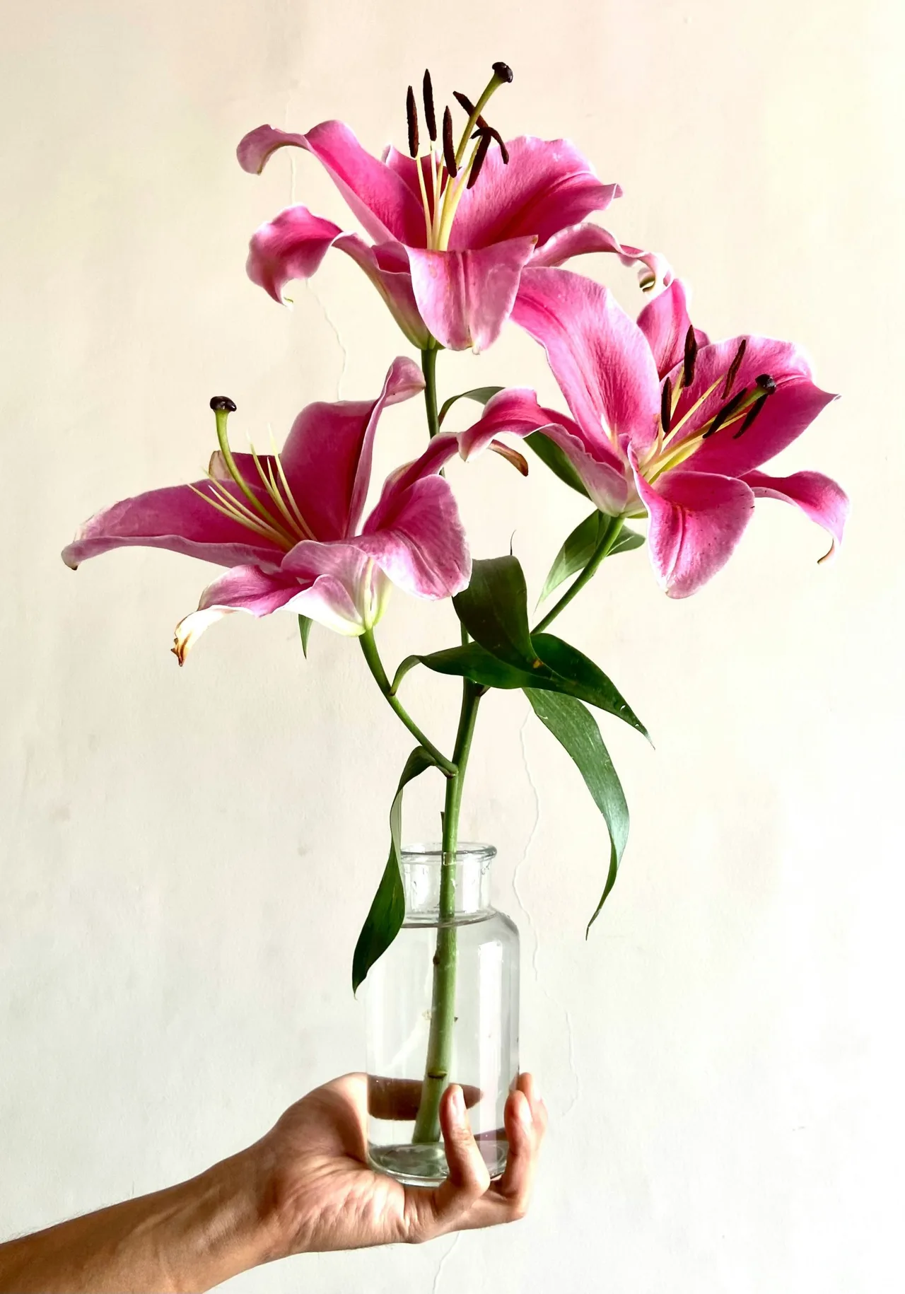lily