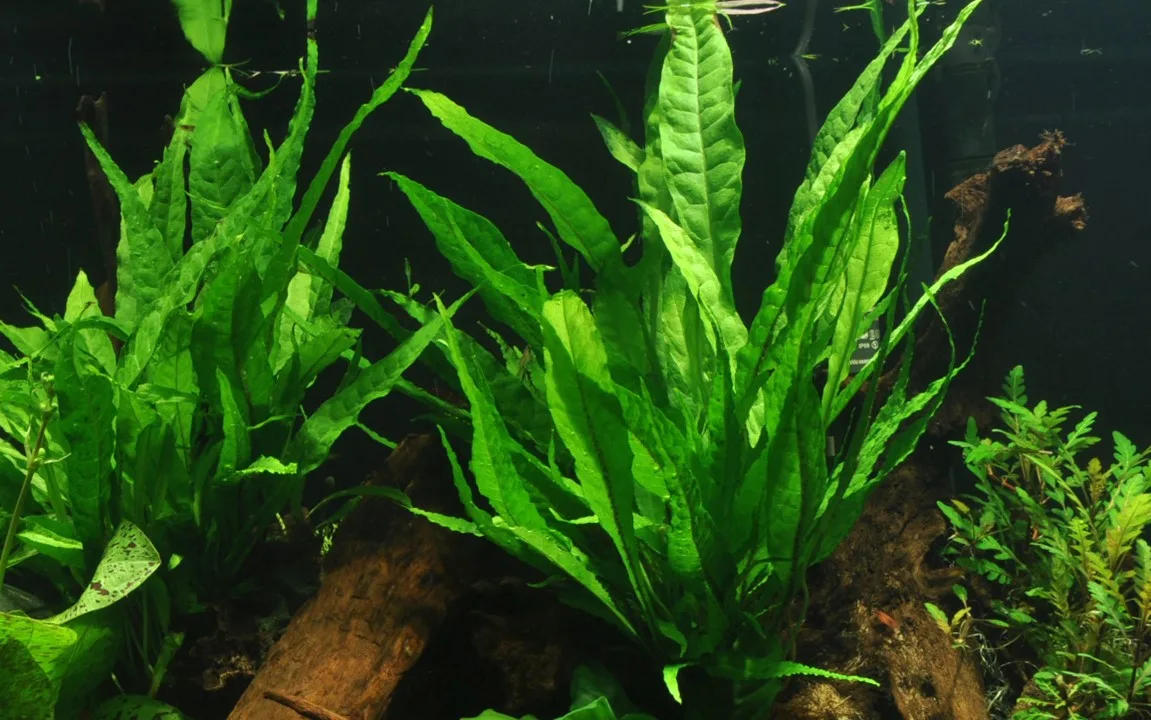 cay thuy sinh aquarium plant duong xi java Microsorum pteropus