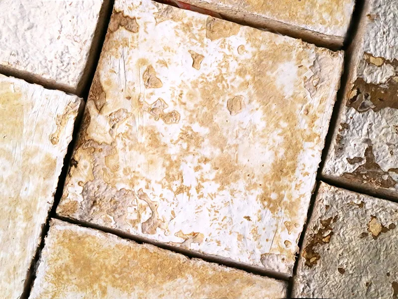 Mycelium - Giải pháp cho chất thải carbon