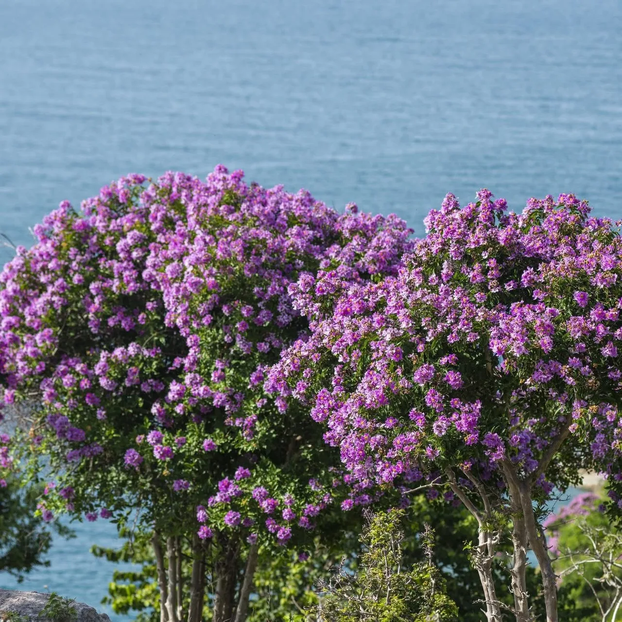 hoa bang lang Lagerstroemia speciosa