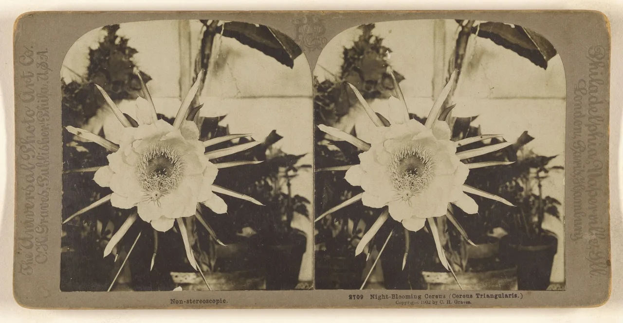 nhiep anh Night-blooming Cereus Cereus Triangularis