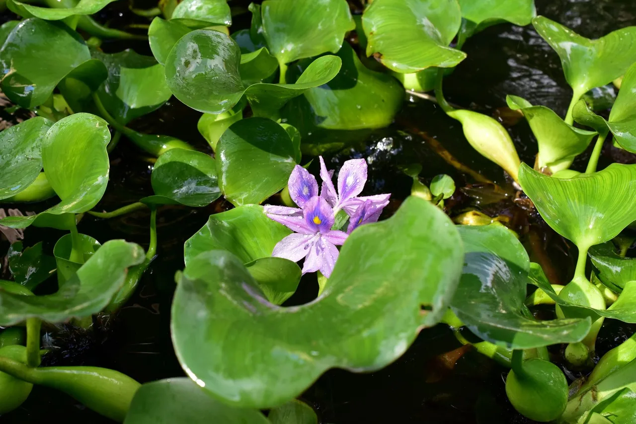 aquatic plants