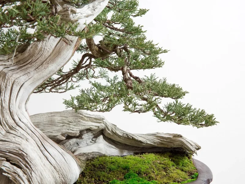 Bonsai - Chuyện thăng, trầm, rồi lại thăng của một loại hình nghệ thuật