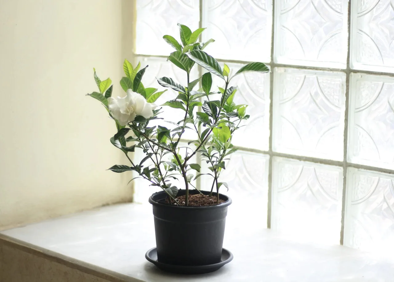 cay trong trong nha nhai tay gardenia phong ngu