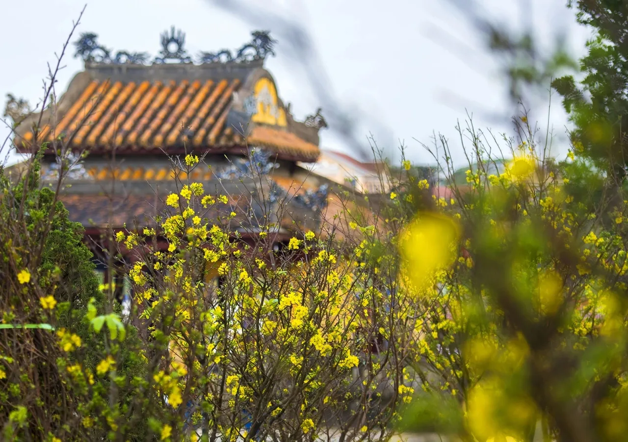 hoa tet ngay xuan