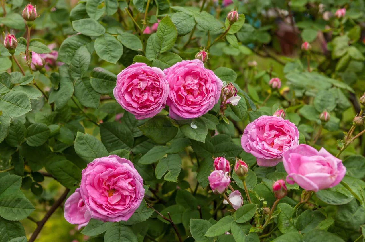 hoa hong rose chi rosa