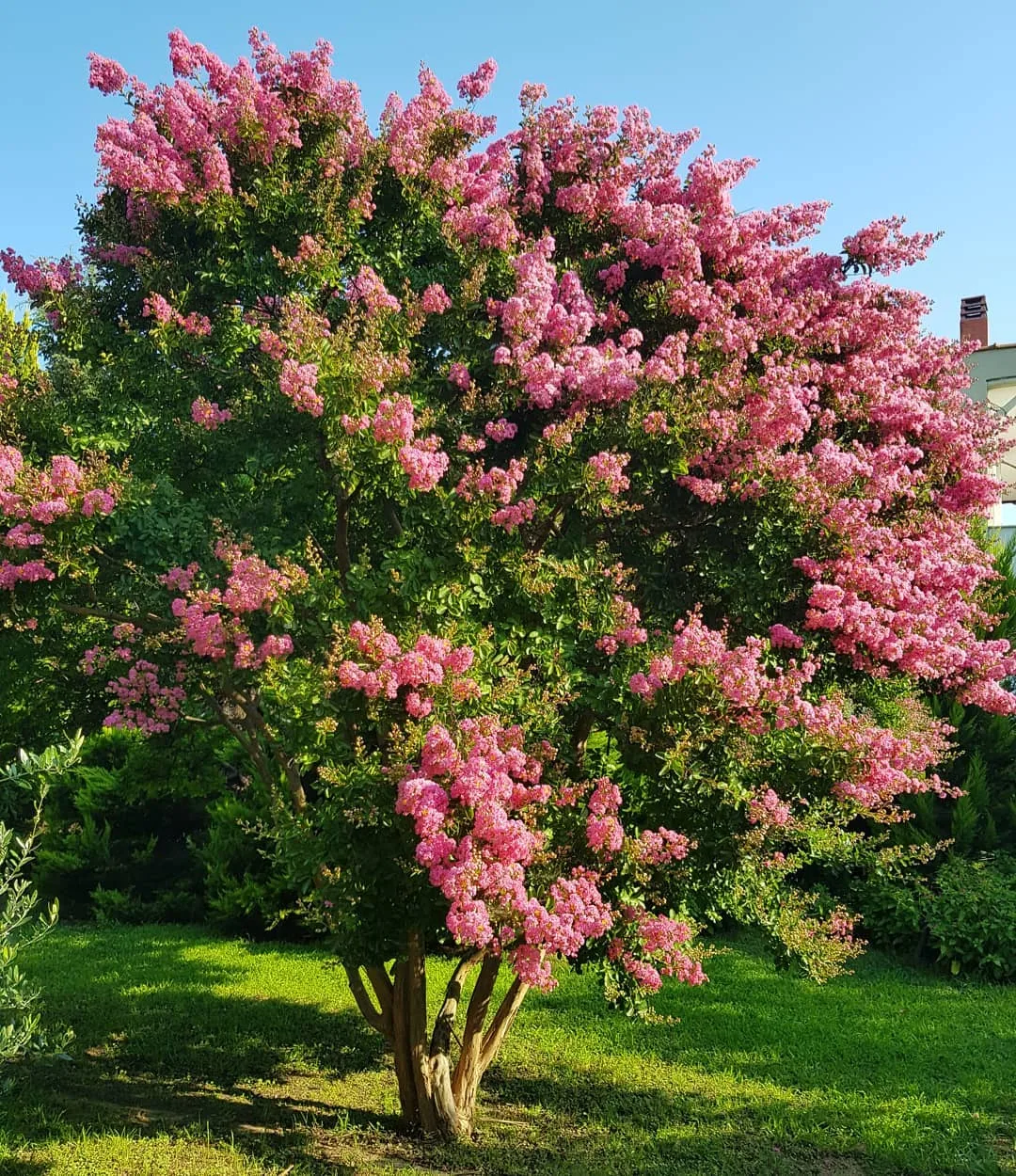 hoa bang lang Lagerstroemia speciosa