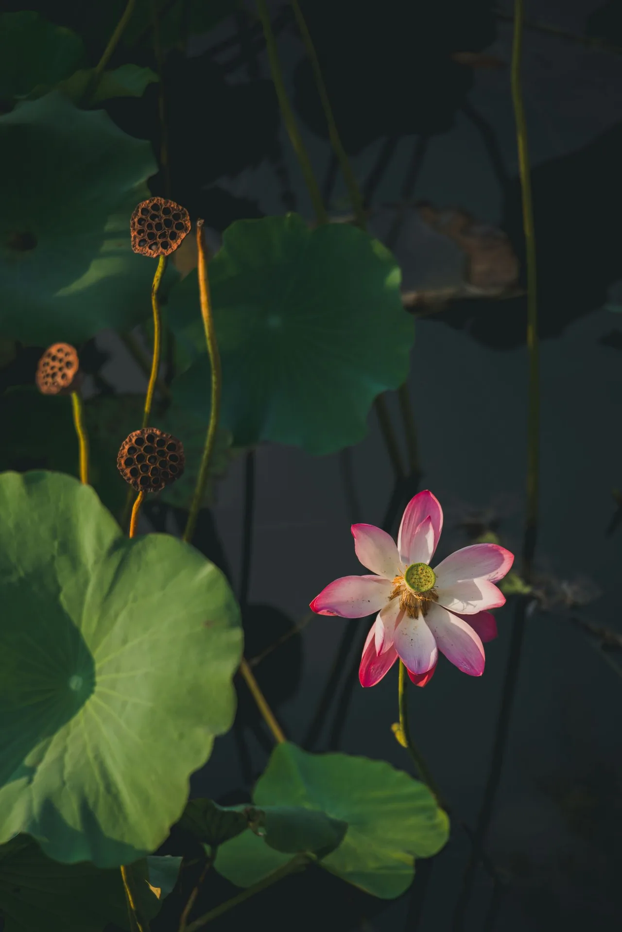 cay thuy sinh aquatic plants