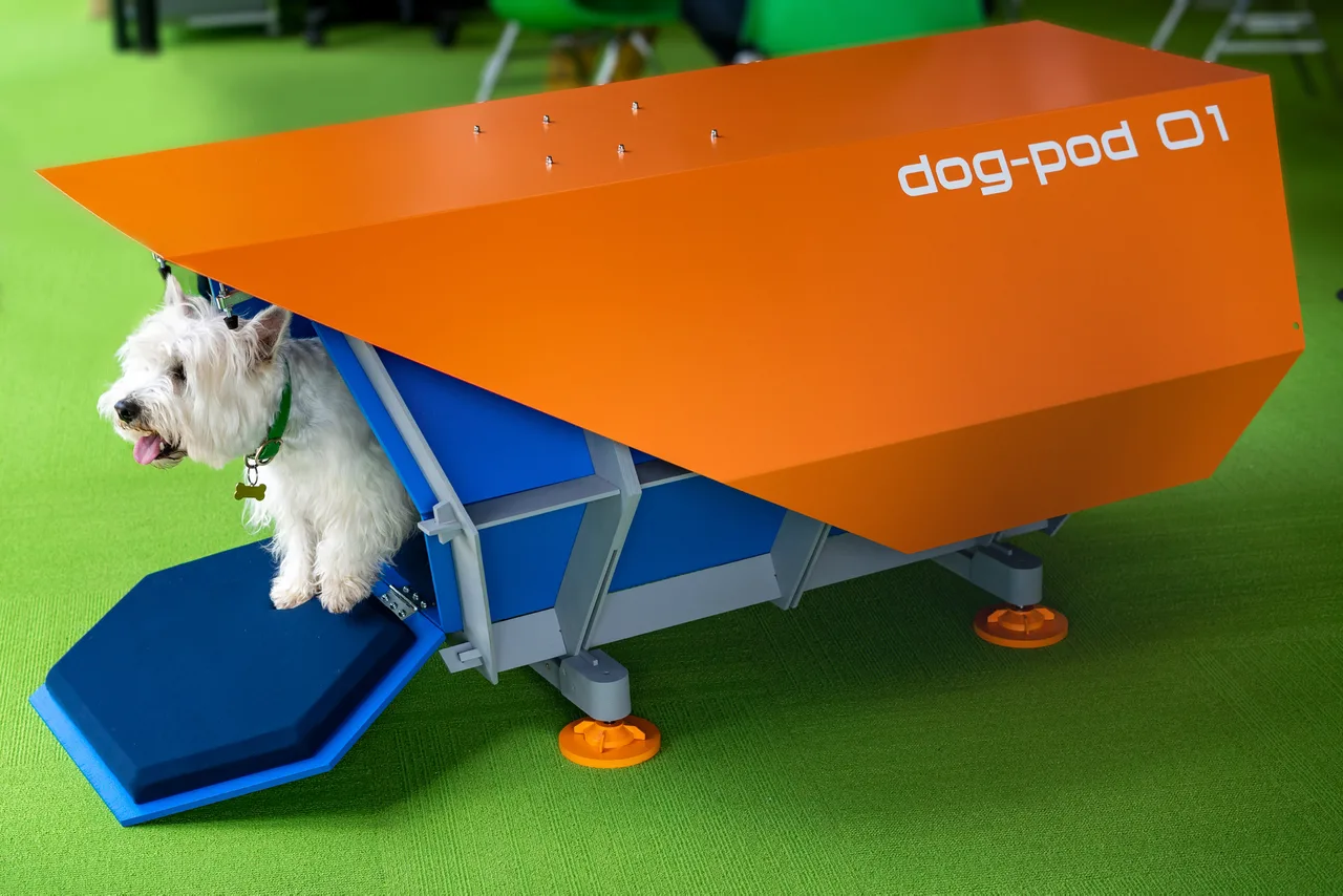 giuong cui cho dog pod