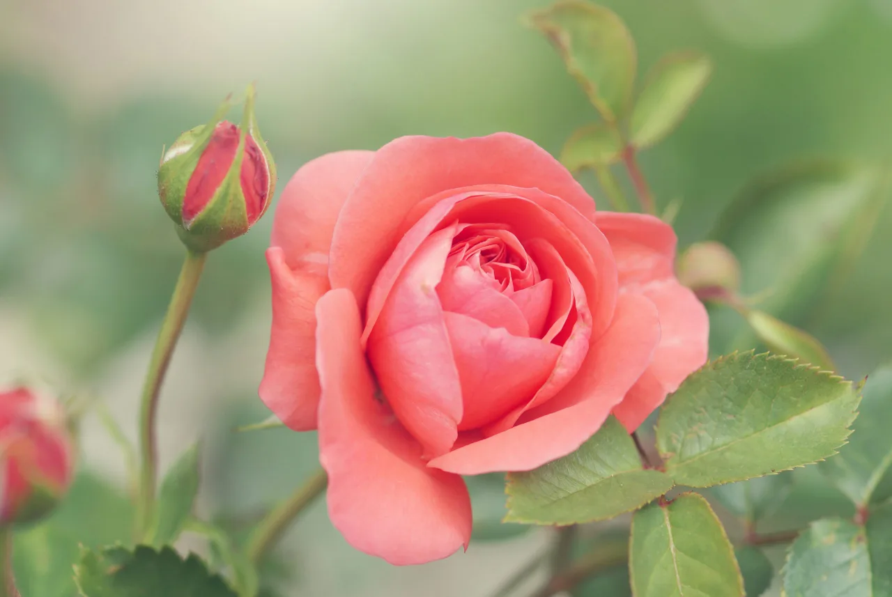 rose chi rosa