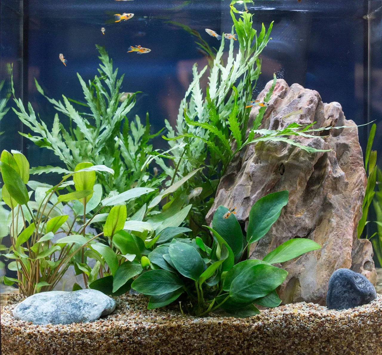 cay thuy sinh aquatic plants