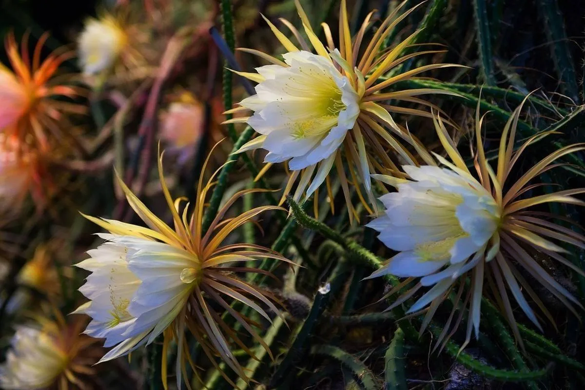 hoa quynh Epiphyllum Night blooming cereus