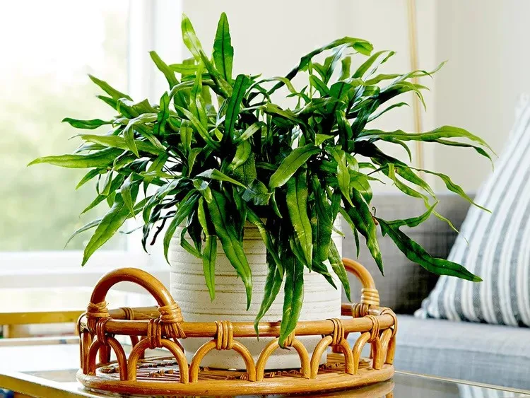 Dương xỉ: Điểm nhấn nhiệt đới cho ngôi nhà hiện đại