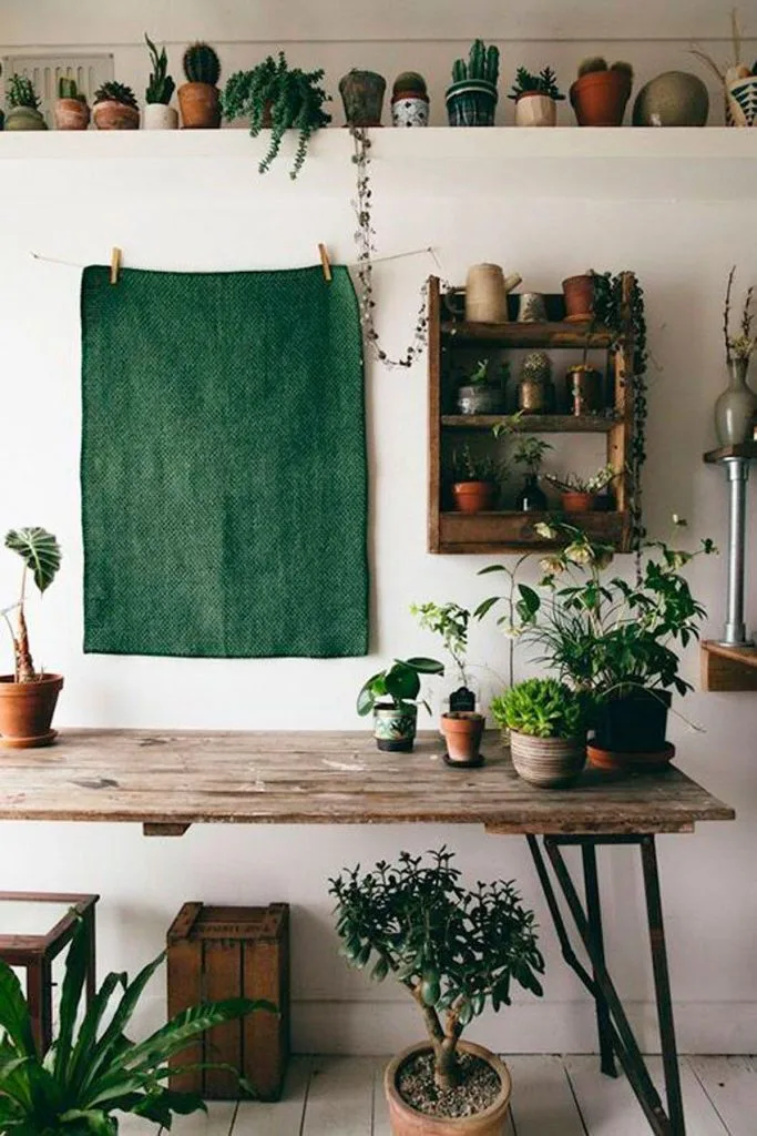 cây cảnh trong nhà-ốc đảo xanh elledecoration vn 4