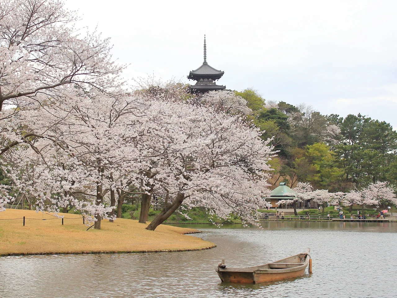 hoa anh dao 桜 Sakura nhat ban