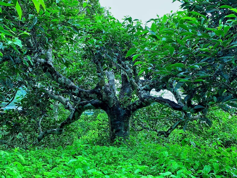 Tinh hoa trà Hoàng Su Phì: Hương rừng, vị núi, hồn đất