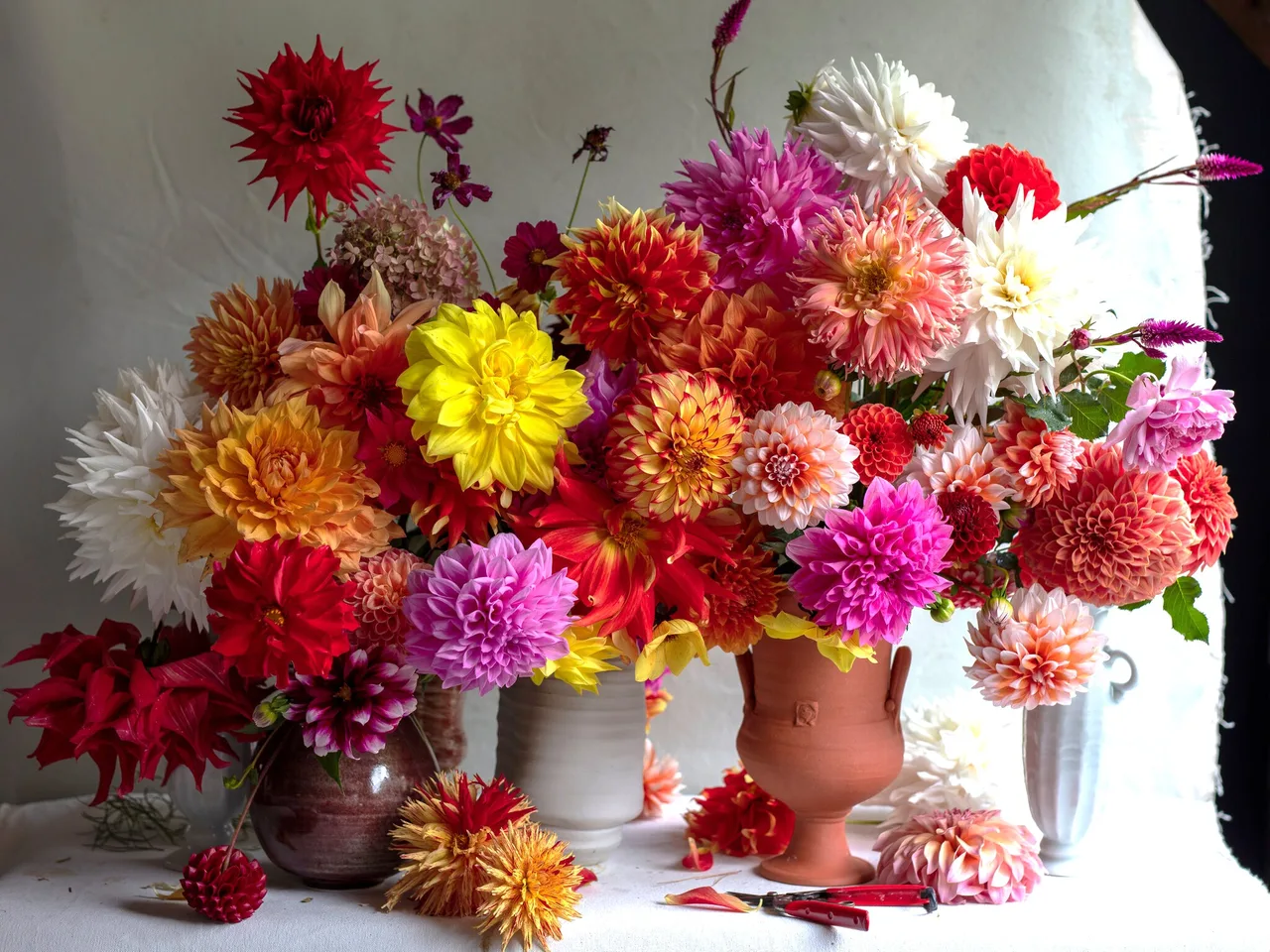dahlia hoa thuoc duoc nghe thuat florist
