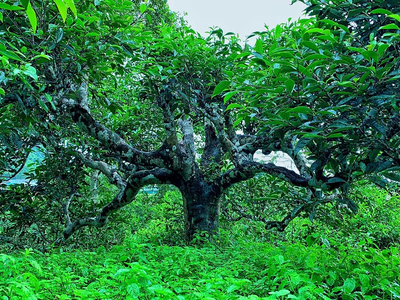 Tinh hoa trà Hoàng Su Phì: Hương rừng, vị núi, hồn đất