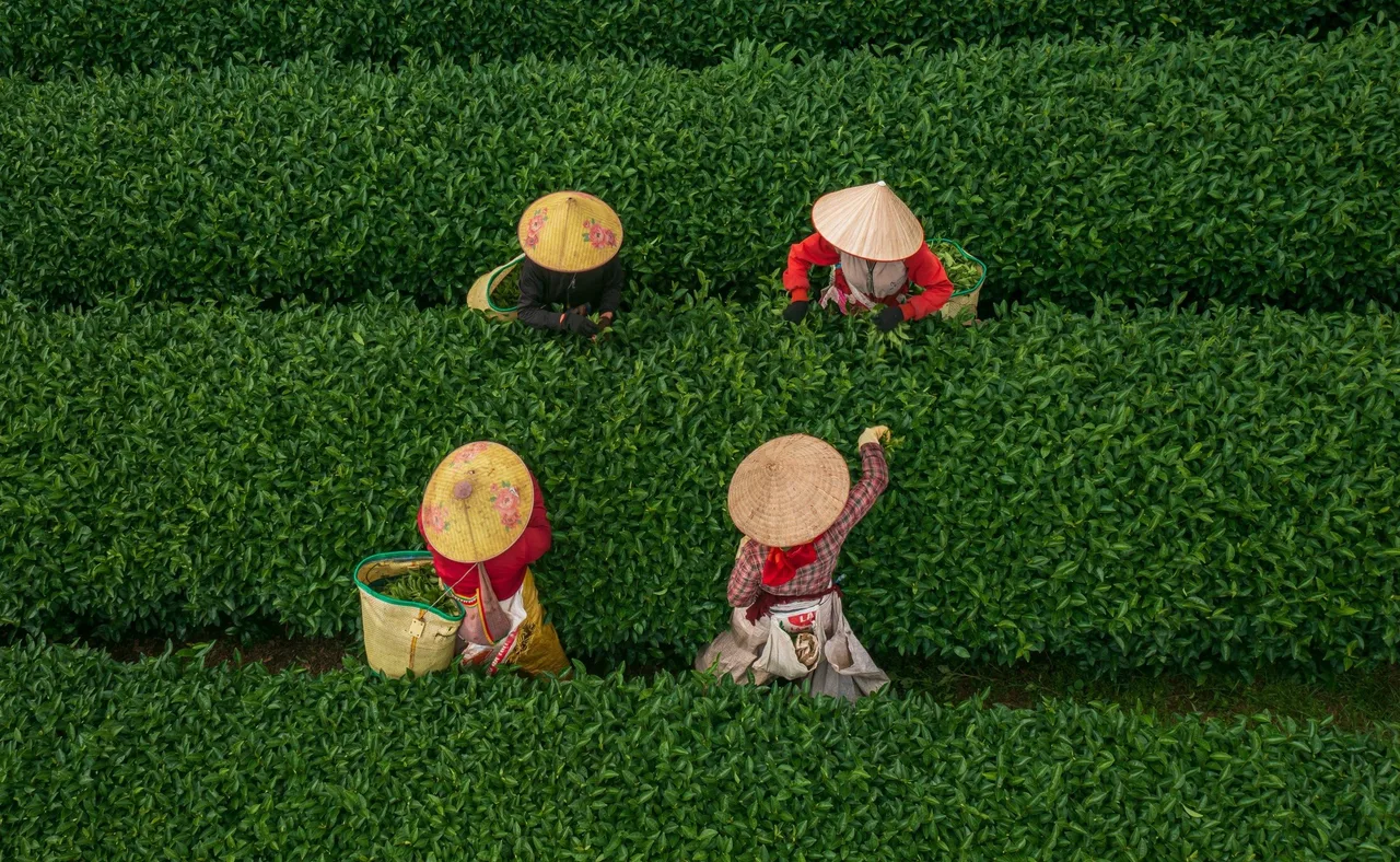 tra cao nguyen