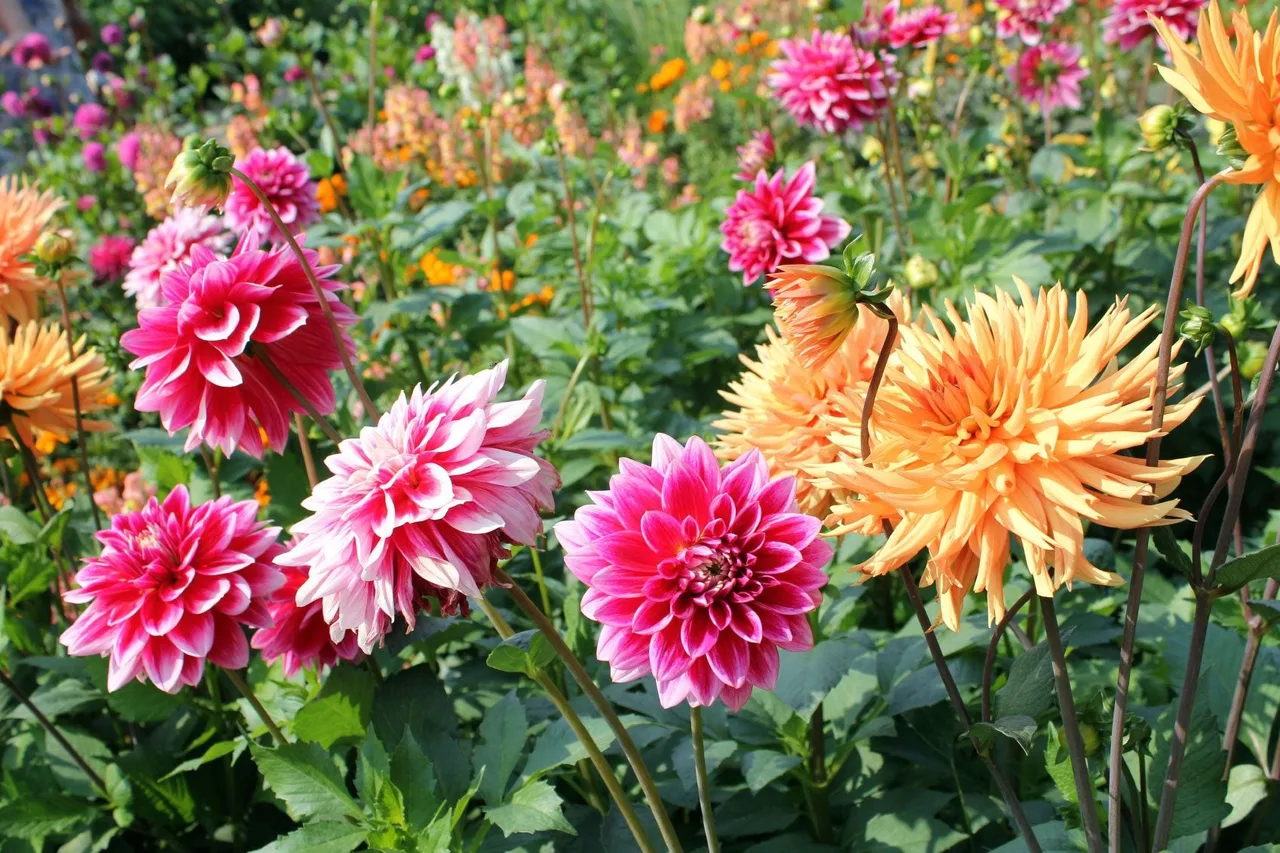 hoa thuoc duoc Dahlia flower