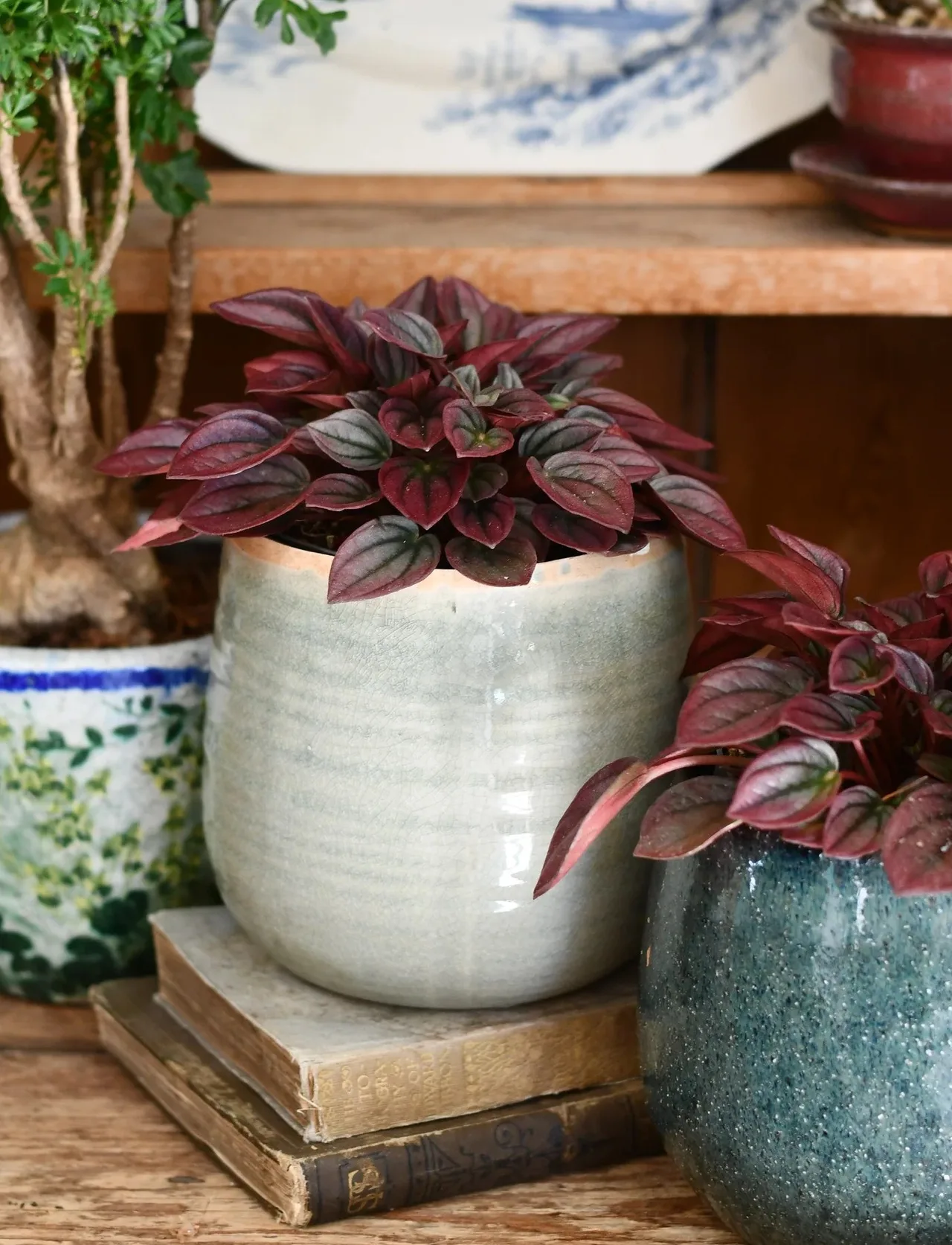 hanh tien thao indoor plant