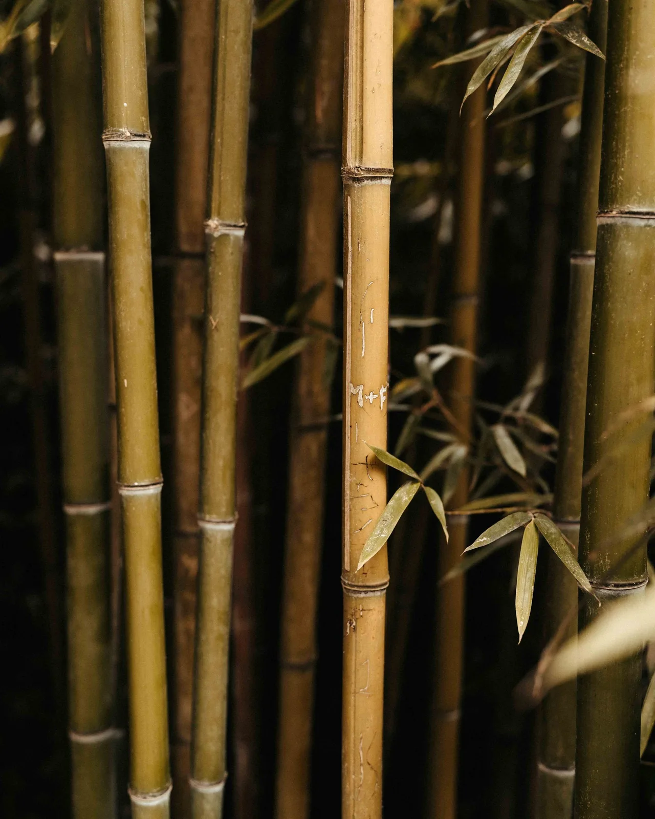cay truc xanh bamboo