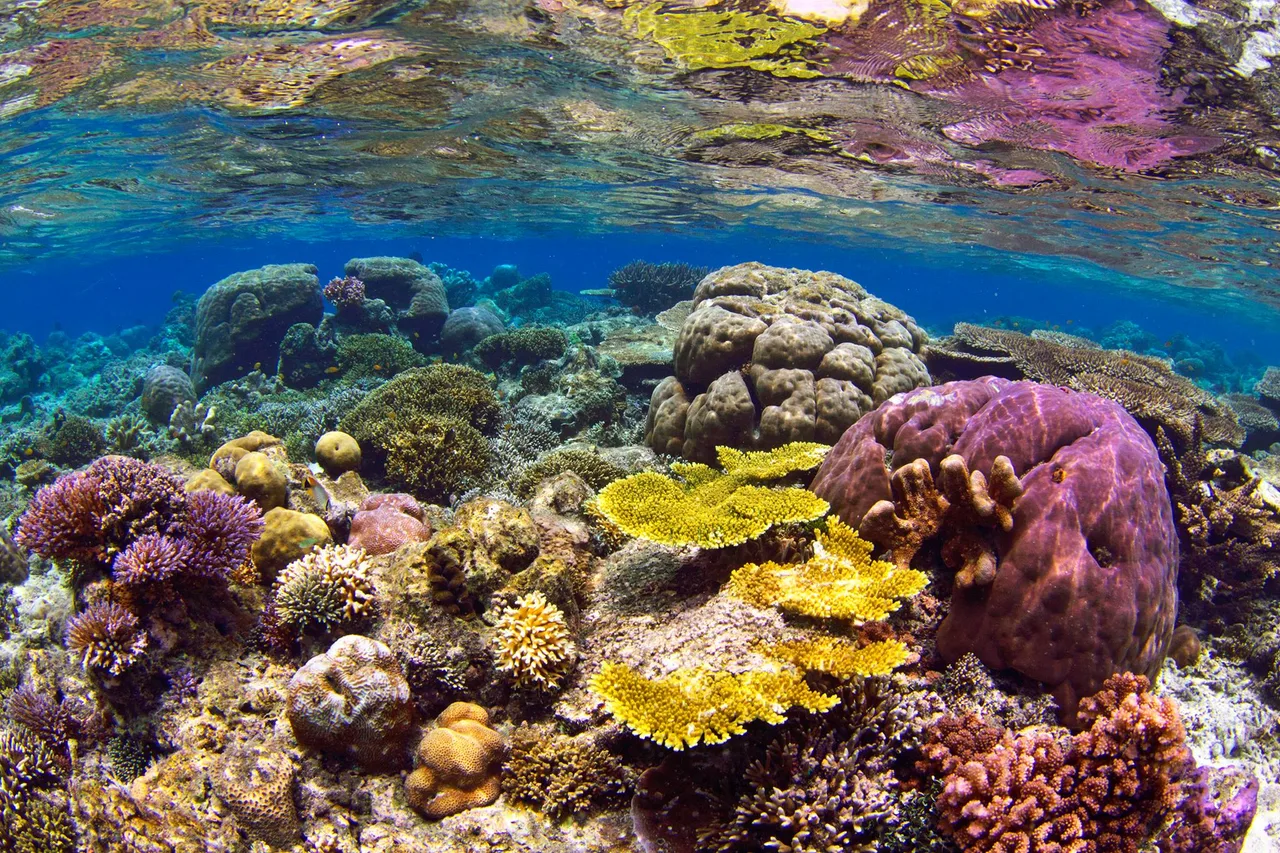 san ho coral reef polyp Maldives